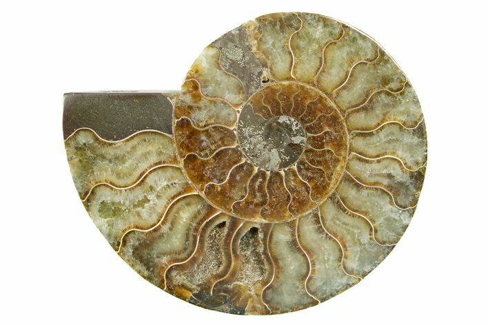 Cut & Polished Ammonite Fossil (Half) - Madagascar #364843